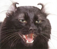Devilish Cat